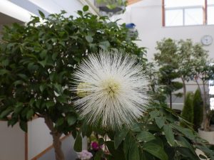 カリアンドラ　ハエマトケファラ