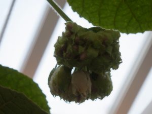 ドンベヤ　ワリッキー蕾