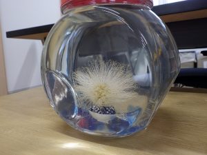 カリアンドラ　実験最初