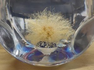 カリアンドラ　実験2時間後