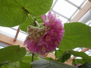 ドンベヤ　2つ目