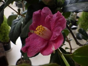 ツバキ’青い珊瑚礁’