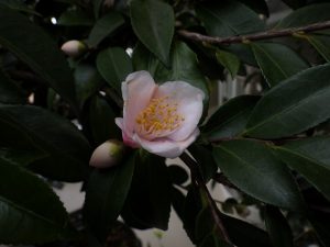 ツバキ’風鈴1号’