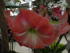 アマリリス’ピーカント’