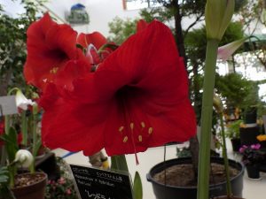 アマリリス’レッドライオン’