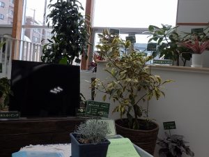 カラーリーフ展