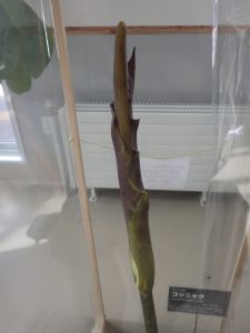 本日の臭いアイツの様子と駐車場の閉場時間の知らせ