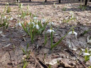 ヤチダモ並木　スノードロップ