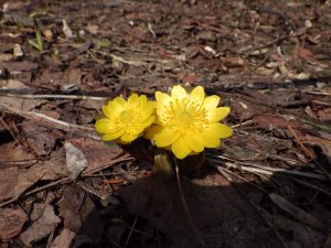 野草園　フクジュソウ