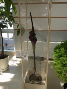 コンニャクの花