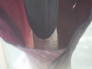 コンニャク　雄花