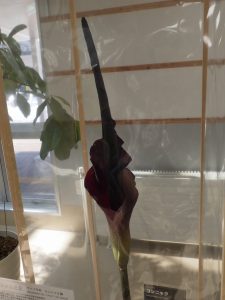 コンニャク　正面