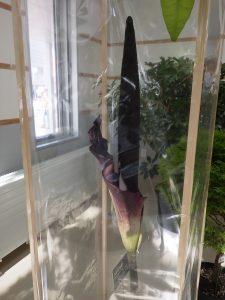 コンニャク　側面