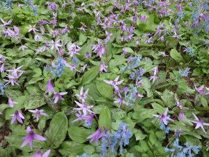 カタクリとエゾエンゴサク