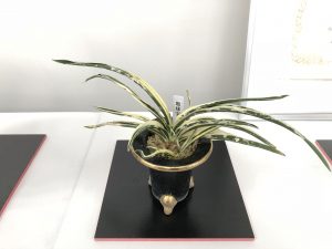 地球宝（特別最優等）