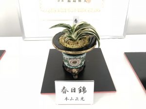 春日錦1（最優等）