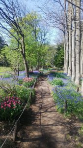 遊歩道の両側に広がる青いムスカリの絨毯の中にピンクや赤、黄色のチューリップが点在します。