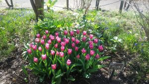 円形に固まって咲く、濃いピンク色で花弁の先が少し尖ったチューリップ　コペックス