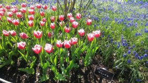 赤に白い縁取りのあるかわいらしいチューリップ　ラマンチャ