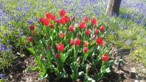 円形に固まって咲く、鮮やかな赤色でおおぶりなチューリップ　レッドパワー