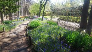 ムスカリの小径を中ほどまで歩いて振り向いた景色。日差しに照らされた赤や紫のチューリップと青のムスカリの絨毯とのコントラストが綺麗です。