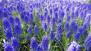 ほのかに甘い香りがするムスカリ