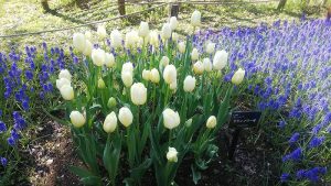 円形に群植された、バニラアイスのような上品なクリーム色のチューリップ　フランソワーゼ