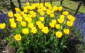 日差しに照らされて輝く黄色のチューリップ　クリスタルスター