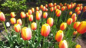 赤に黄色の縁どりが綺麗なチューリップ　ワールドピース