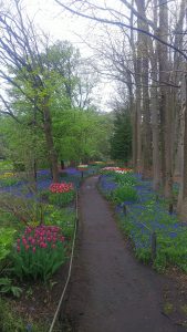 ムスカリの小径の様子。8割がたチューリップに色がついてきました。