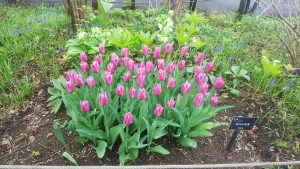 チューリップ　’コペックス’　濃いピンクの花弁の先に少し白がはいる