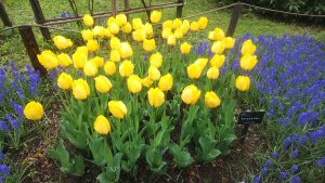 チューリップ　’クリスタルスター’　鮮やかな黄色い花弁の縁がギザギザしたフリンジ咲き