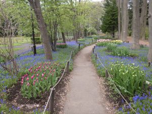 ムスカリの小径北側のから撮影。チューリップがまだ色づいていないところが多く見えています。