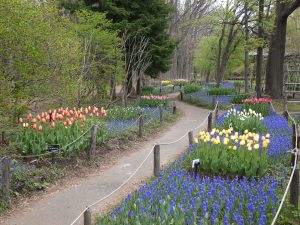 南側からムスカリの小径の様子。色づいたチューリップが多く、紫の絨毯の上にカラフルな色のチューリップが見えます。