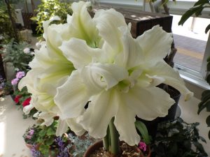 八重咲きの白いアマリリスは花数も多いです