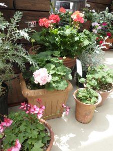 いろいろな種類のゼラニウム