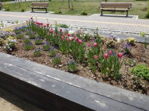 センター横のレイズドベッドもチューリップが開花。