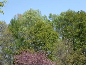 手前からエゾヤマザクラ、カツラ、シラカバの新緑