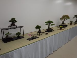 「春の風流盆栽展」はじまります