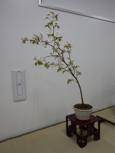 白い花が咲くチシマザクラ。7分咲きくらいでしょうか。