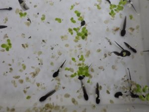 盆栽の席なのに！なんとオタマジャクシ！