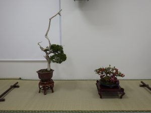 シャリが入った盆栽の一席ですが、鉢から出る幹も葉が出ている枝の上も白くなっているので、シャリとジンの両方がはいっているシンパク