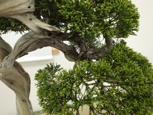 不思議な形容のシンパクのアップ。中で枝がぐるっと回転して針金がかけられている様子が見える