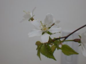 チシマザクラのアップ。縁にほんのり薄いピンク色がさしますが、ほぼ白い花