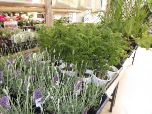 イングリッシュラベンダーとサンショウ、レモングラスなど