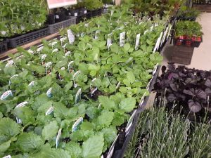 レモンバームとワイルドストロベリー、アップルミントなど