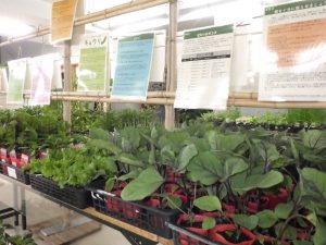 ナスやレタス苗と育て方のパネル