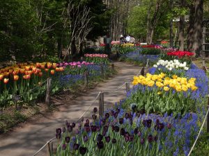 ムスカリの小径の様子。濃い紫のムスカリの中にチューリップのカラフルな色が見事です