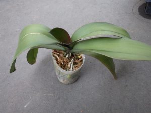 花が終ったコチョウランの苗