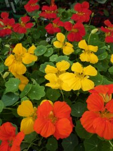 ちょっとピリ辛で赤･黄･オレンジがカラフルなナスタチューム